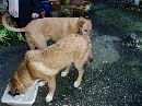 P3050047 * 2048 x 1536 * (668KB)
