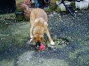 P3050054 * 2048 x 1536 * (636KB)
