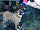 harvey * HsW����`����`������������������������
��,��,��
����#��8��@��
��@��8��#��D��<��h������h��<��D��1����|����|����1��4����������4��|:��#����#��|:��D��,��,��D��W��@��W������` * 800 x 600 * (156KB)